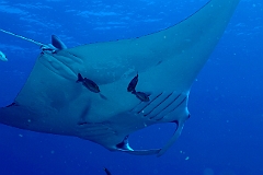 Raja Ampat 2016 - Manta Biostris - Oceanic Manta Ray - Raie Manta Oceanique - IMG_4240_rc_filtered